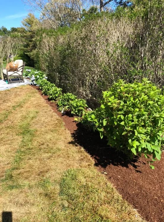 Freshly planted garden showcasing the beginning of a beautiful landscape.